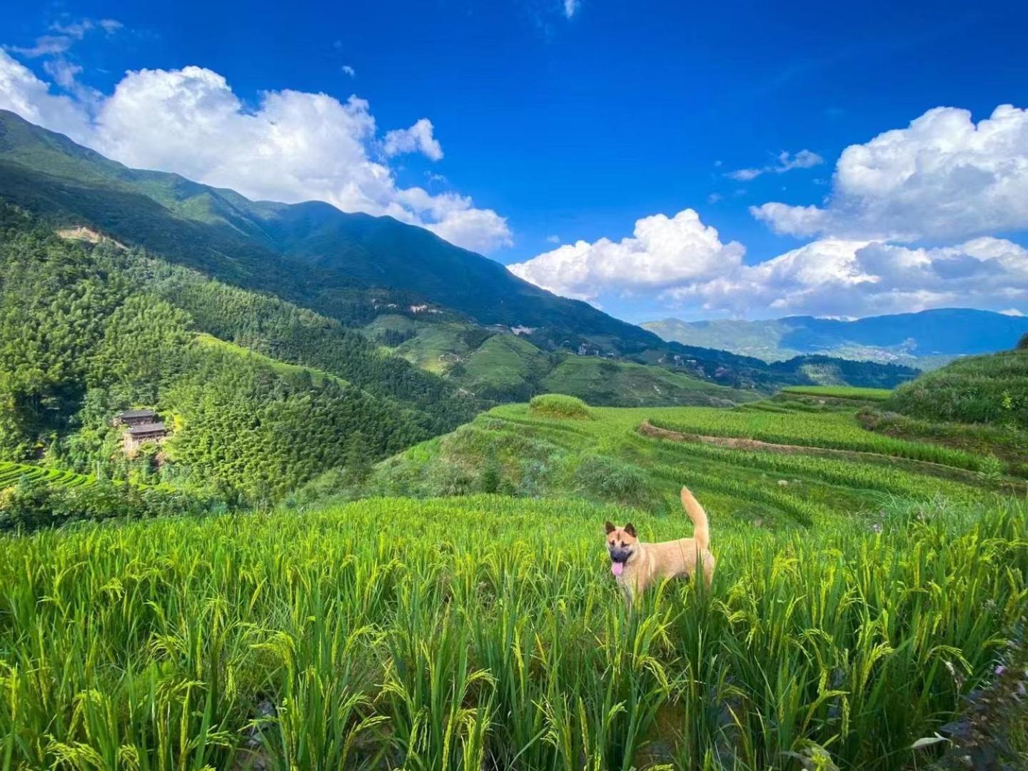 Longji Terrace La Vie Inn Longsheng Bagian luar foto